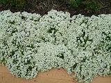 Alyssum White